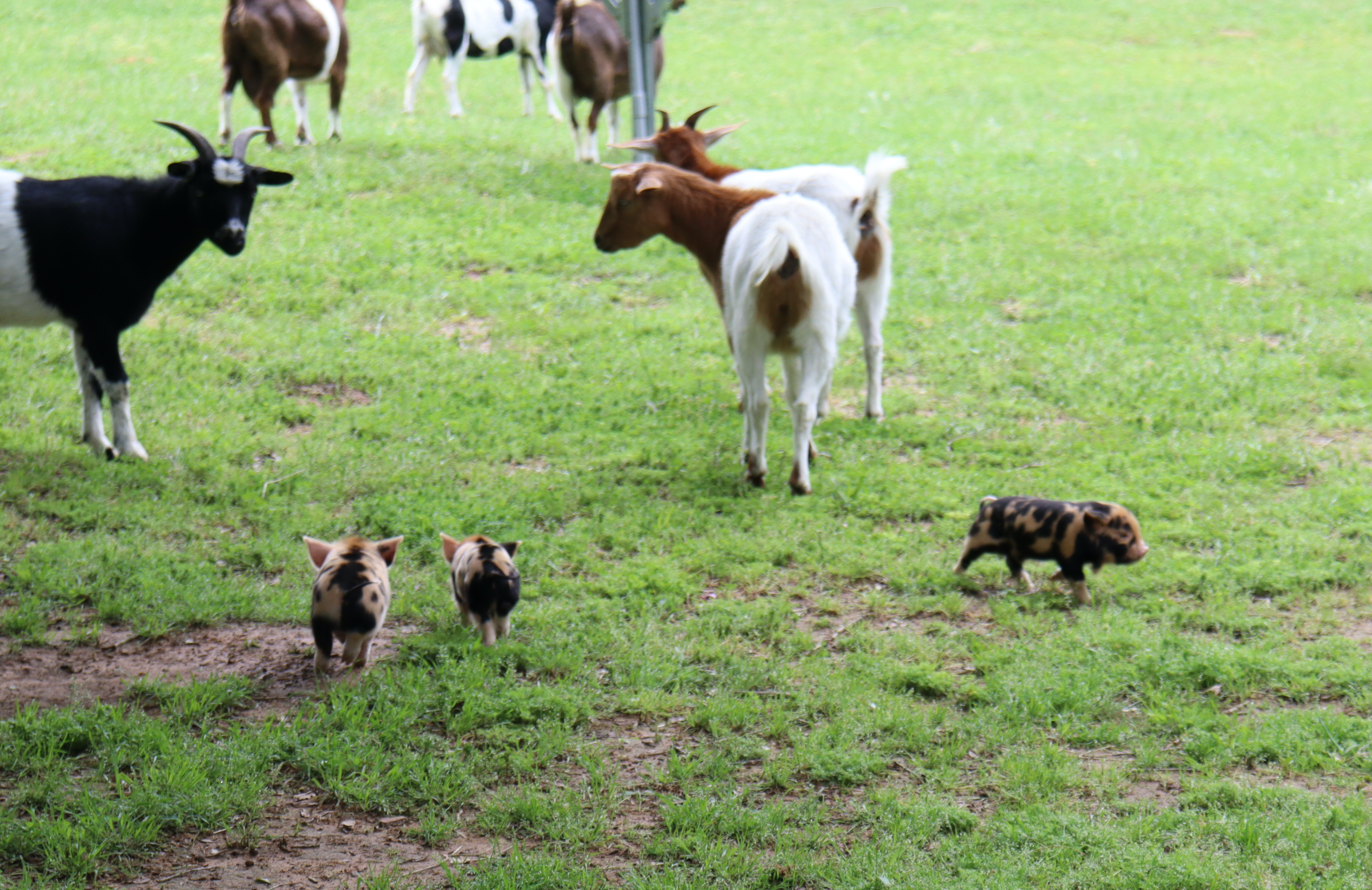 Goats and Piglets